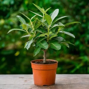 Neem Plant ₹309.00 Original price was: ₹309.00.₹249.00