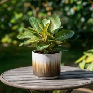 Gradient Wooden Pot ₹349.00 Original price was: ₹349.00.₹279.00